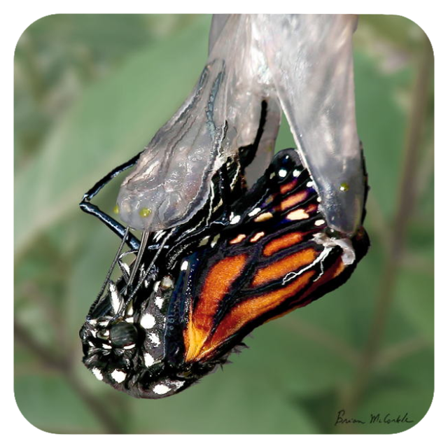 (image for) Monarch Eclosion
